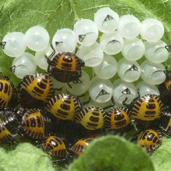 Brown marmorated stink bug eggs