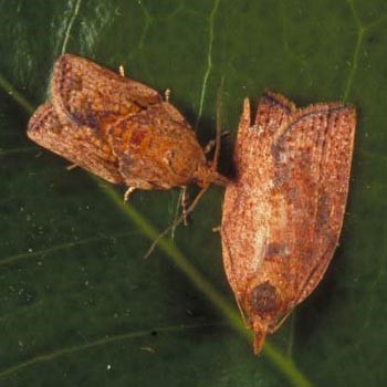 Light brown apple moth