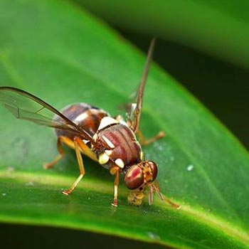 Queensland fruit fly